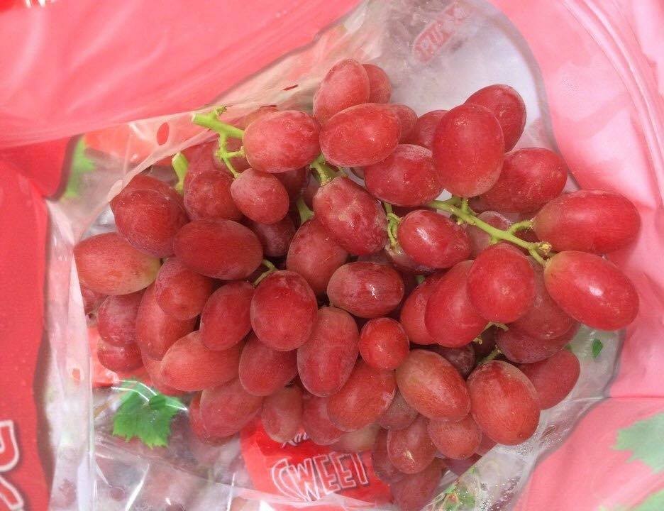  Nho đỏ Sweet scarlet                                              — ảnh chính